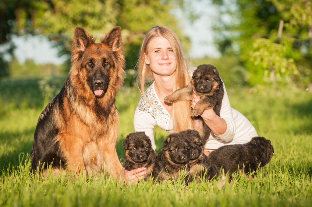 Cours particuliers – Formation en ligne – 100% à distance – avec un professeur et expert métier dédié – Certification – Diplôme – Eligible CPF – formation gérer la portée de son chien